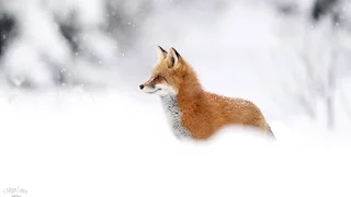 НЕРЕАЛЬНАЯ ЖИЗНЬ ЛИС :0 || Wild fox Sim 3D