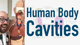 Human Body Cavities - And Torso Model Organ Tour!