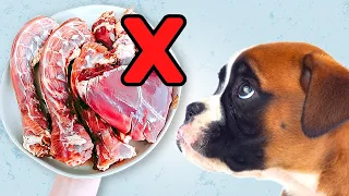 Raw Feeding Puppies | Do's & Dont's