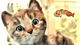 LITTLE KITTEN ADVENTURE & NEW CARTOON FOR KIDS.PET GAMES & ANIMATION FOR KIDS & TODDLERS😺🤩🐾