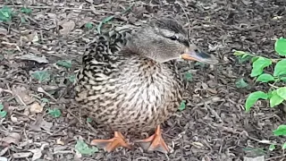 Mother Mallard Duck Bravely Protecting her Ducklings from the Aggressive Coot  --  Part 2