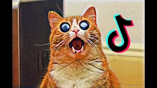 Смешные коты ТИК ТОК 2020 / Смешные коты кошки собаки/Юмор 2020 / Funny CATS from Tik Tok