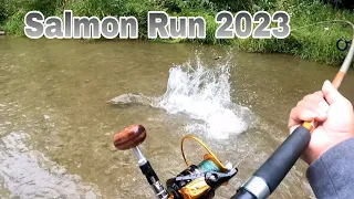 Catching  Chinook Salmon at Bowmanville Creek #fishingvideo 2023