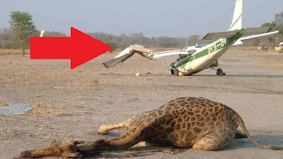 Shocking Plane Crashes Involving Animals