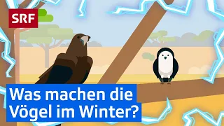 Zugvögel für Kinder erklärt | Erklärvideos für Kinder | SRF Kids – Kindervideos