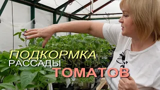 Обязательно сделайте ПОДКОРМКУ РАССАДЫ томатов! Советы от ЗЕЛЕНОГО ОГОРОДА!