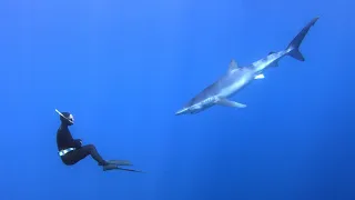 Diving with a blue shark - Faial, Azores