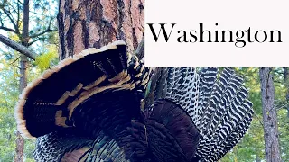 Washington State Turkey Hunt