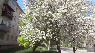 В гор.Умново яблони не обрезают, а в дер. дураков - круглый год.