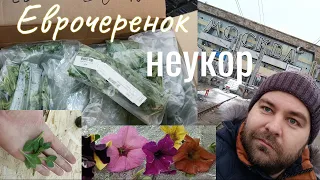 Получили Евро не укор | Еврочеренок неукоренённый