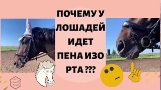 ПОЧЕМУ У ЛОШАДЕЙ ИДЁТ ПЕНА ИЗО РТА???