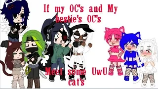 If my OC's and My bestie's OC's meet some UwU cat's || read desc || Enjoy ~