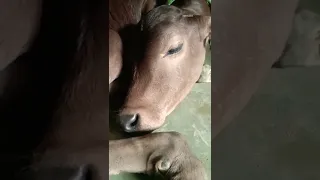 Cow sleeping 😆🤣😃