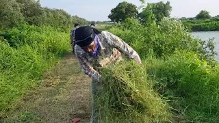 ⚡คลิปทดสอบสดๆ(2/4) วิเคราะห์หญ้าที่ตัดออกมาจาก เครื่องตัดหญ้าใบวายเดินตาม🌴ลุยหญ้าทึบ กิ่งไม้ พุ่มไม้