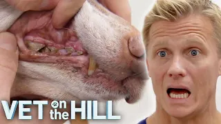 4+ Hours Marathon of Vet On The Hill 🐾 Season 3 Full Episodes Part 3 | Bondi Vet Compilation