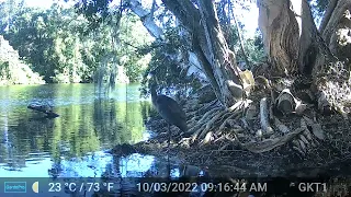 Blue Heron Strike-Trail Cam