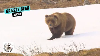 Calling in a Grizzly in Alaska