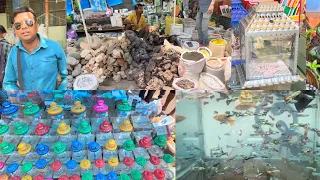 Recent Aquarium Fish Price Update | Galiff street Fish Market | Galiff Street new video 14th April