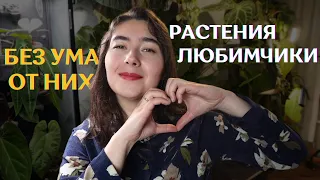 РАСТЕНИЯ-ФАВОРИТЫ из моей коллекции | Февраль 2024