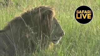 safariLIVE - Sunrise Safari - July 12, 2019