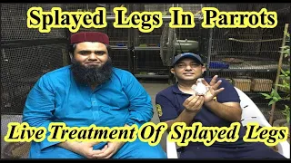 What Are The Reasons Of Splayed Legs In Birds||Live Treatment Of Splayed Legs||Rana Jibran