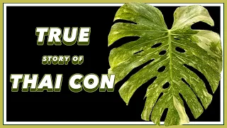 The DRAMA Filled Past of Monstera Thai Constellation | Pretty in Green Documentary