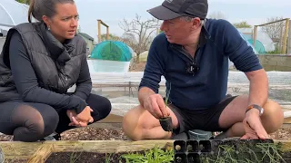 Growing spring onions seed to harvest | gardening basics