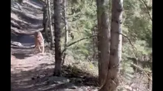 FULL VIDEO: Utah Man Chased by Mountain Lion