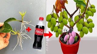 YNTHESIS OF UNIQUE TECHNIQUES for breeding MANGO with coca~cola, super super fast, fast fruiting