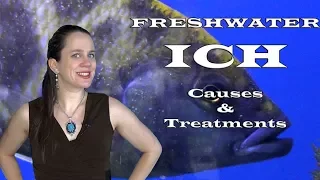 Freshwater Ich : Causes & Treatment