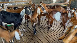 COMPARING SLOTTED FLOOR WITH DIRT OR CONCRETE FOR REARING GOAT AND SHEEP