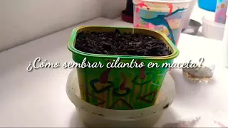 cómo sembrar cilantro en maceta