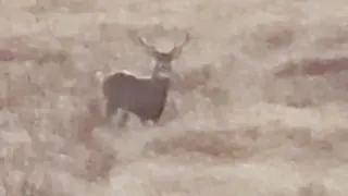 Maine Whitetail Buck Rattled In For Fun