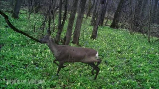 Олень и косули в первоцветах