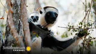 Indris: Largest Species of Lemur in the World 🤩 Madagascar: Africa's Galapagos | Smithsonian Channel