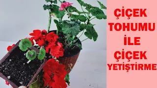 Tohumla Kendi Çiçeğini Yetiştir, Tohumdan Ve Çelikten Sardunya Çoğaltma, How to grow geranium flower