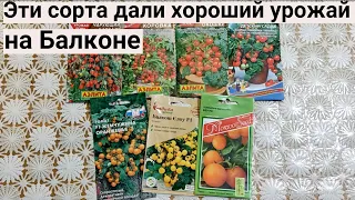 7 сортов томатов, которые дадут хороший урожай в вашем огороде на балконе. Сладкие, сочные и вкусные