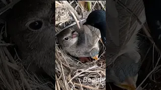 oriental magpie birds #viral #shortfeed #trending