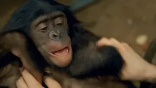 CUTE! Ticklish Bonobo Can't Stop Laughing | Earth Unplugged