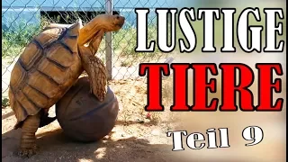 Süße und Lustige Tiervideos ( Teil 9) || ✪ Stern DuTube