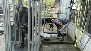 Wieso diese Landwirtin aus Killwangen ihre Sommerferien nicht vermisst