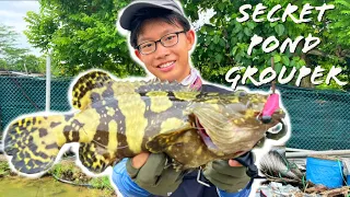 SECRET POND IN SINGAPORE | Hybrid Grouper and Barramundi | Singapore Pond Fishing