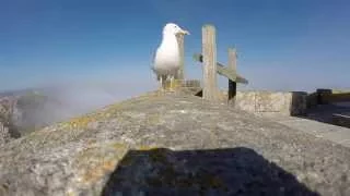 Чайка украла GoPro у туристов