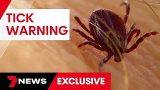 The insect prompting warnings to all Australians | 7 News Australia