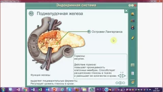 Поджелудочная железа. Инсулин и глюкагон. Гормоны и ферменты.Подготовка к ЕГЭ и ОГЭ по биологии