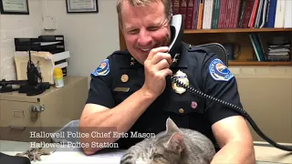 Kitty Cop