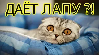 Видео ПРИКОЛЫ С КОТАМИ 2019 до слез. Смешные коты и кошки Приколы с животными