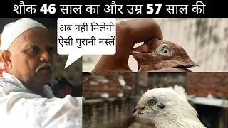 Best Rare Pure Breed Kabootar In India - Old Bloodline High Flyers Pigeons  | Varanasi Pigeon Market