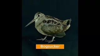 Bird of the Day: American Woodcock