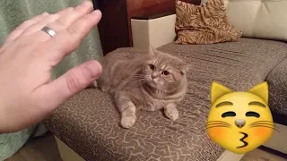 The cat says I don’t love you. The UNcutiest Video